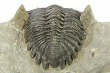 Detailed Hollardops Trilobite - Orange Eye Preservation #273444-4